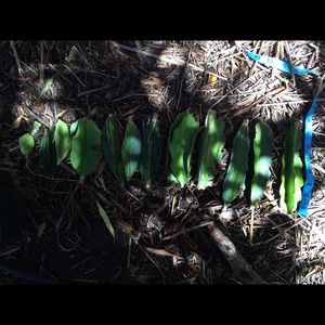 Hawaii Dragon fruit cuttings 2.5”-9”